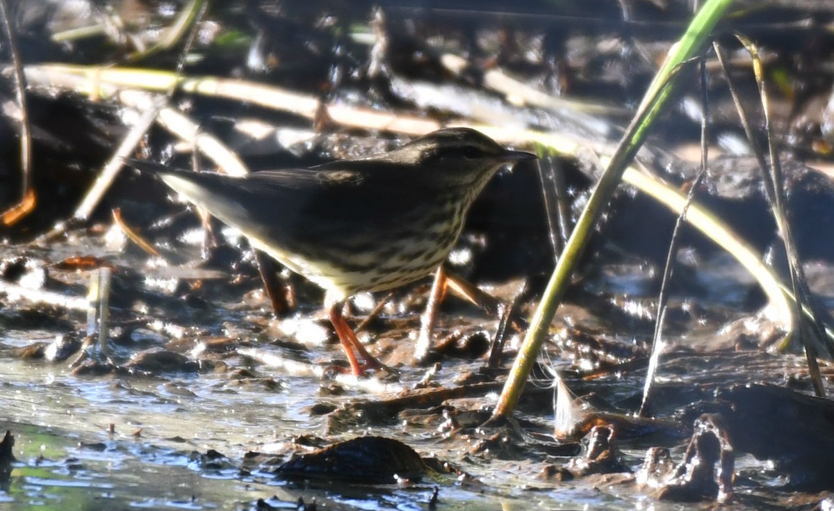 Northern Waterthrush - ML177365021