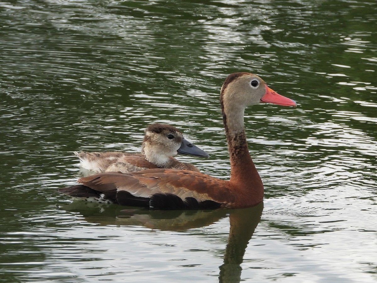 Black-bellied Whistling-Duck - David W Foster