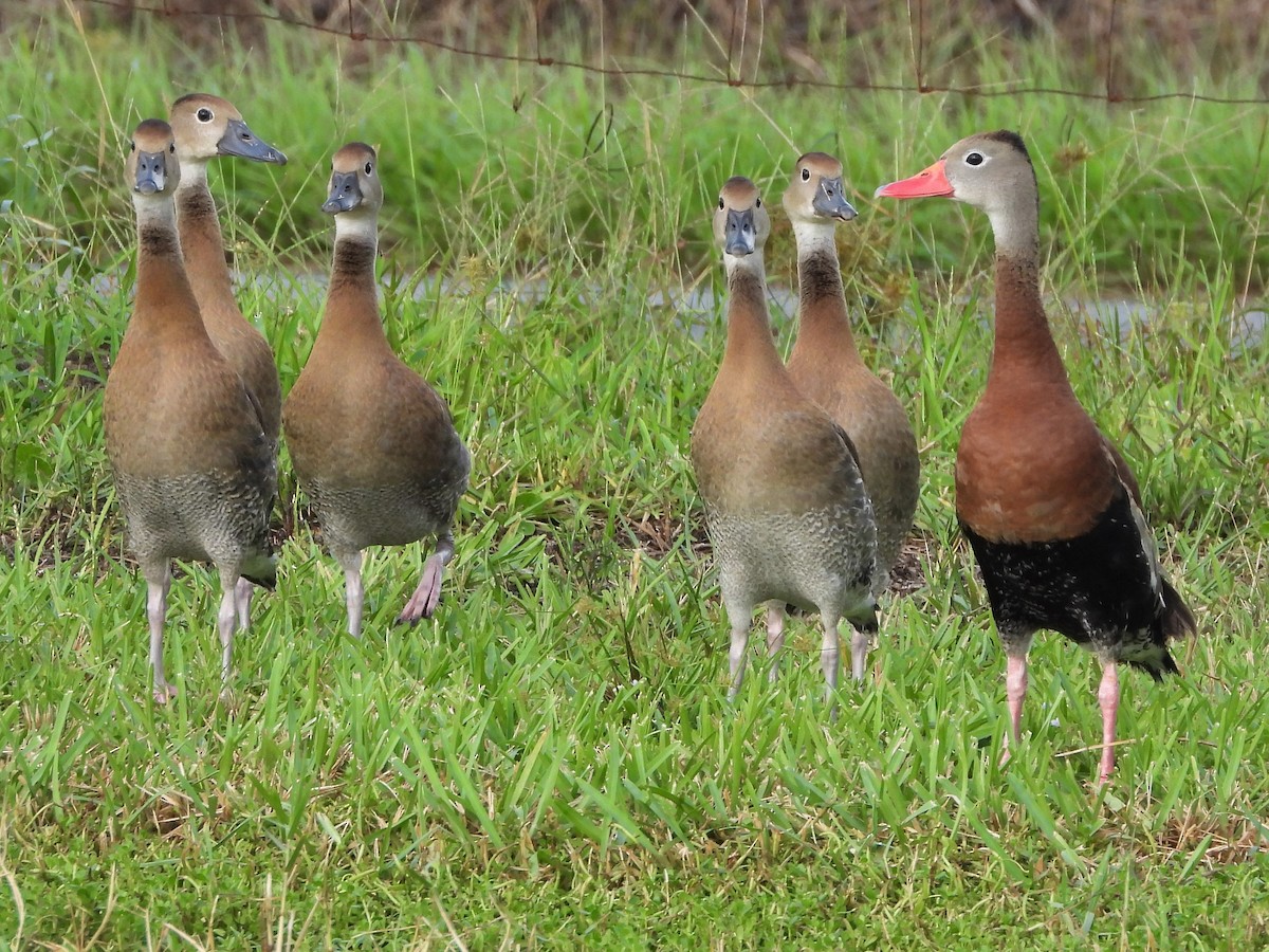 Black-bellied Whistling-Duck - David W Foster