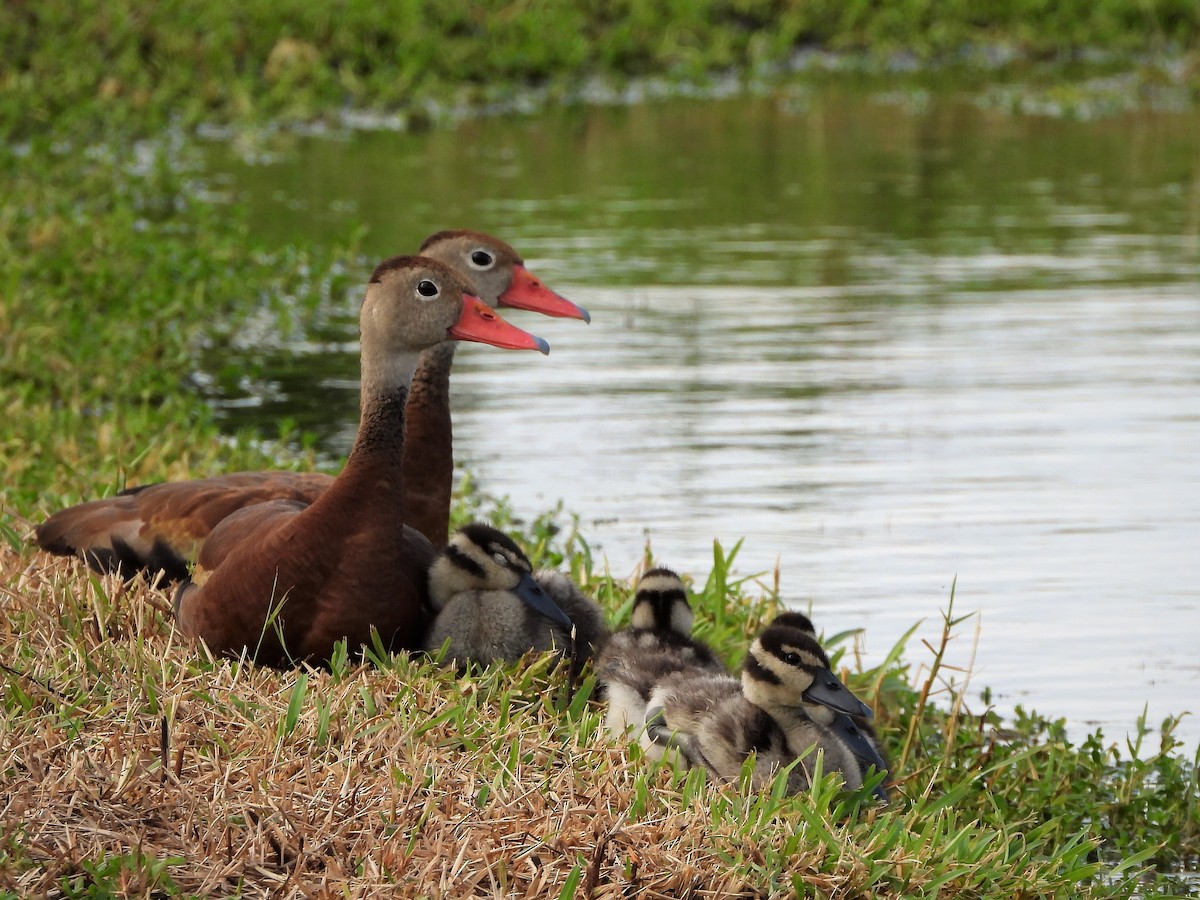 Black-bellied Whistling-Duck - David W Foster