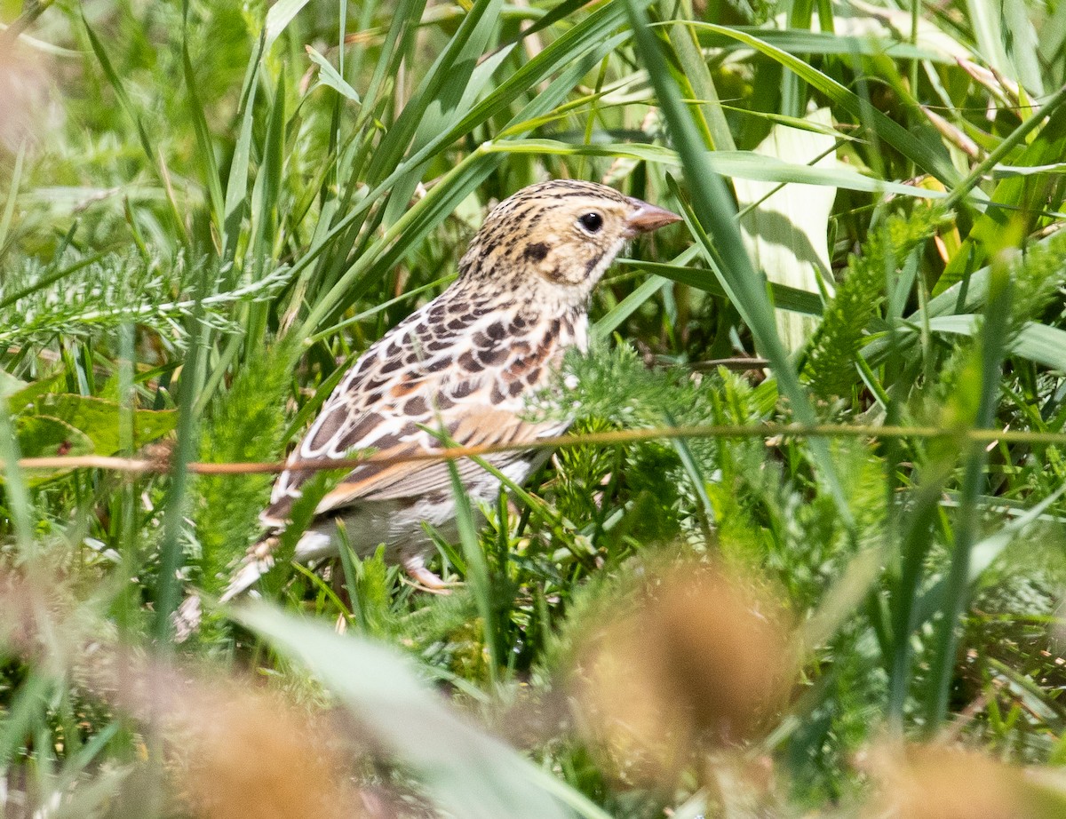 Baird's Sparrow - ML177366921