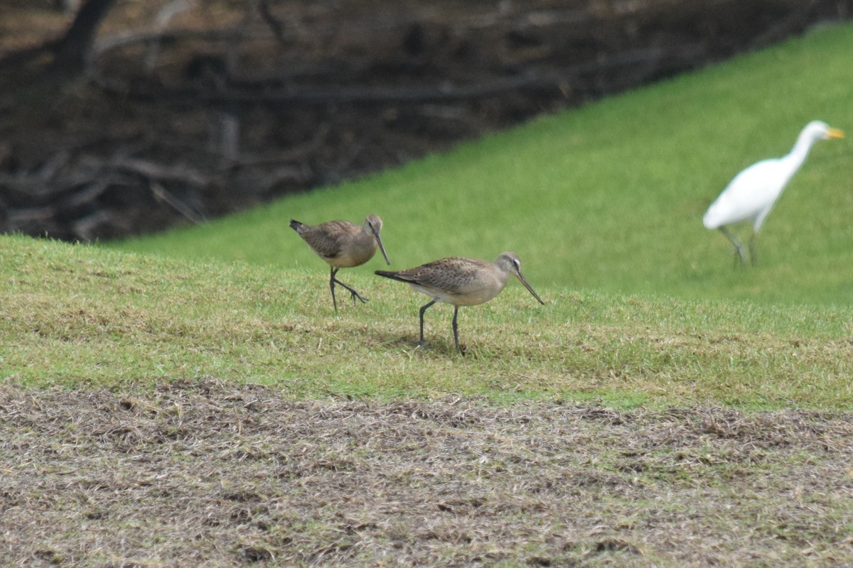 Hudsonian Godwit - ML177368091