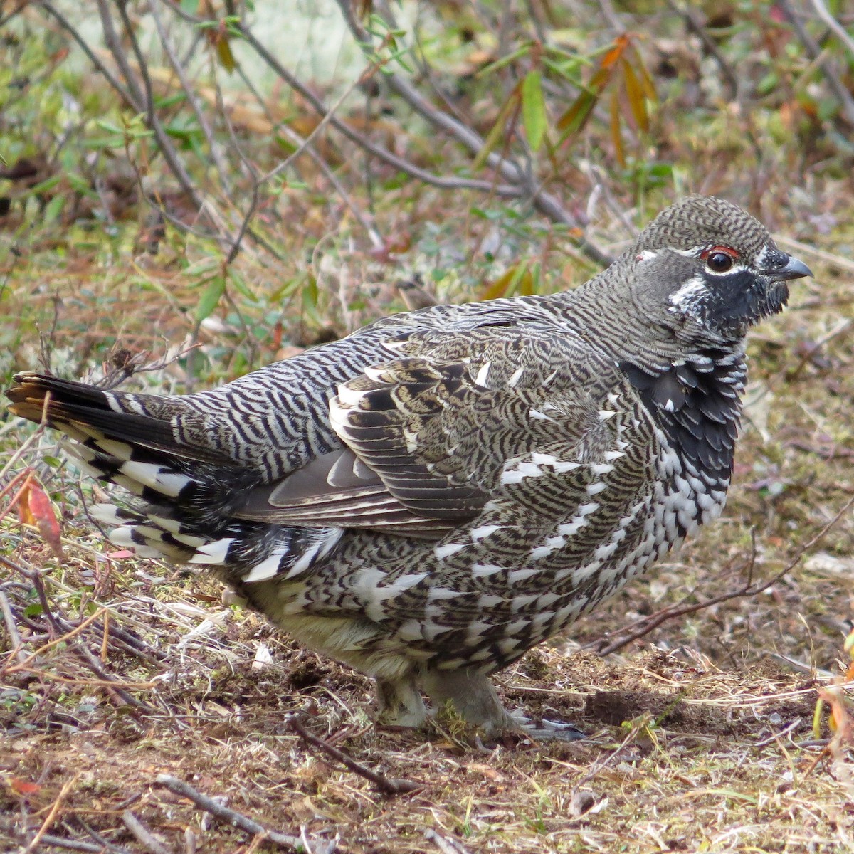 Spruce Grouse - Bill Lisowsky