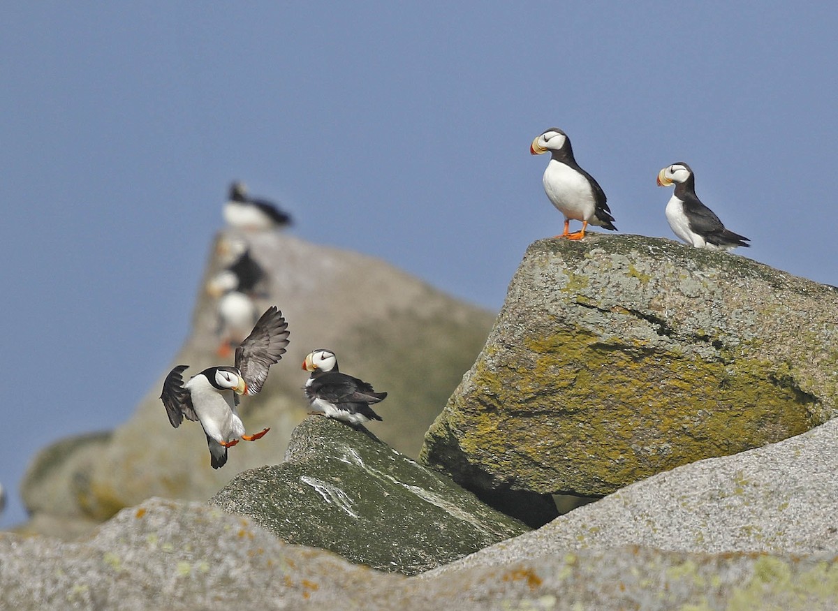 Horned Puffin - ML177369741