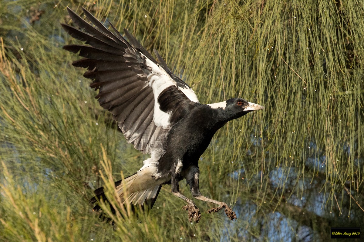 Australian Magpie - ML177370701