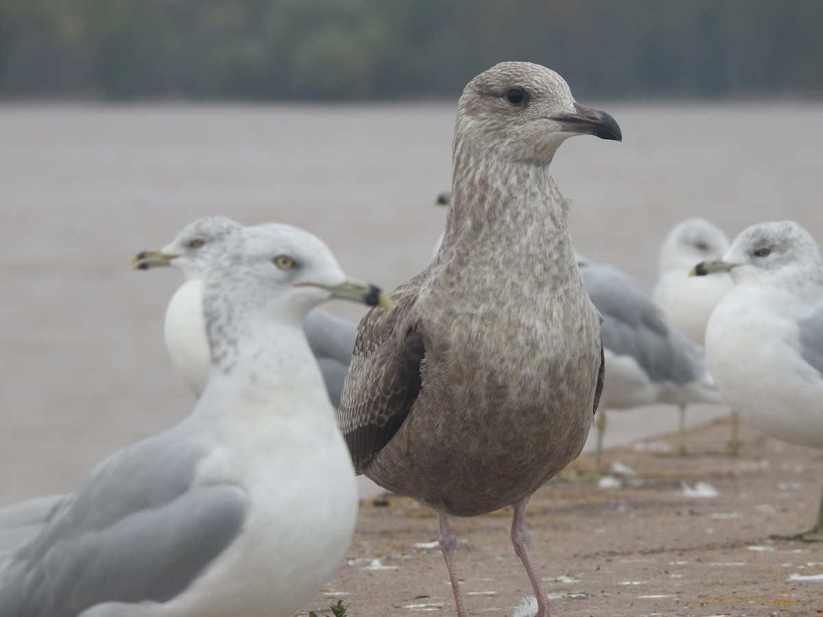 American Herring Gull - Frank Fabbro
