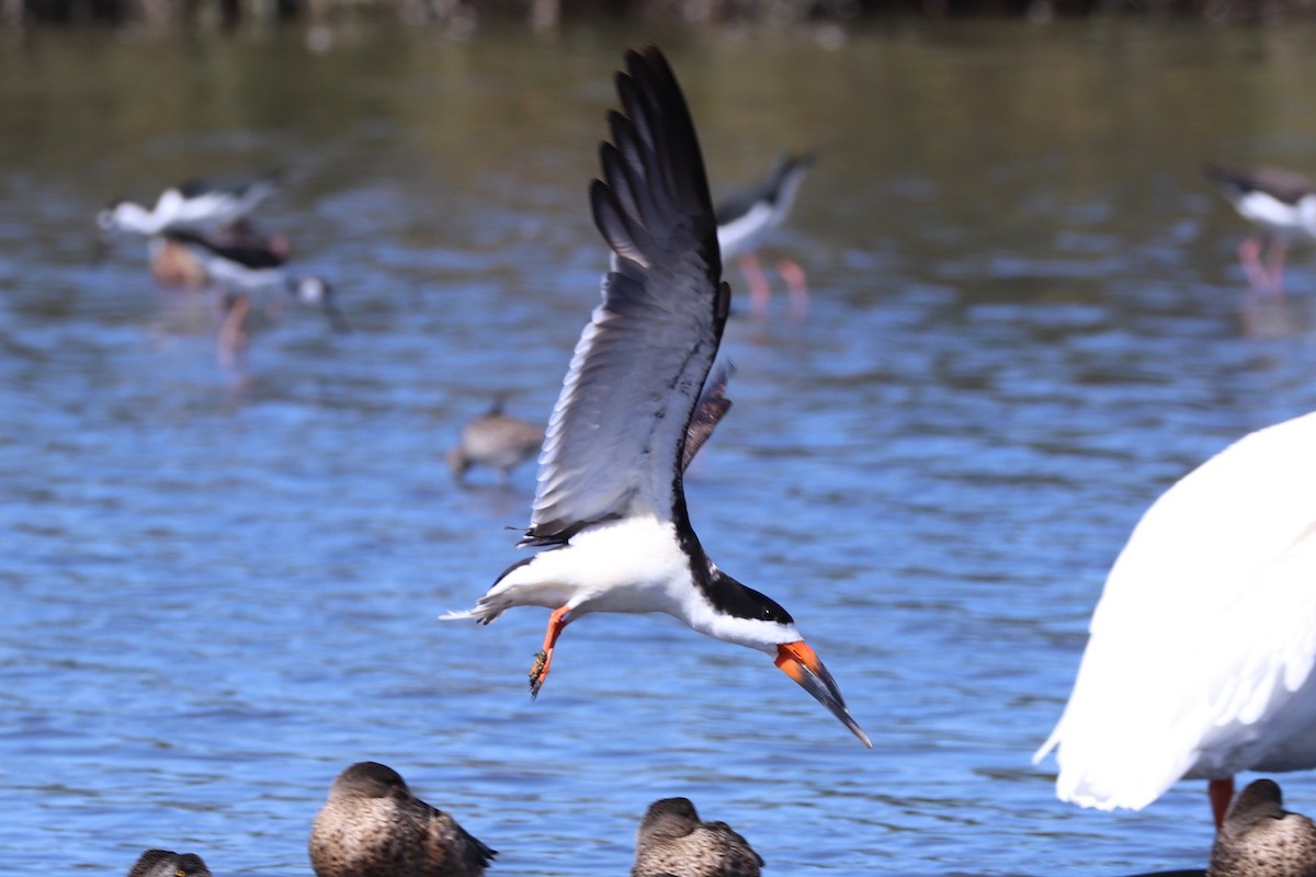 Black Skimmer - ML177372011