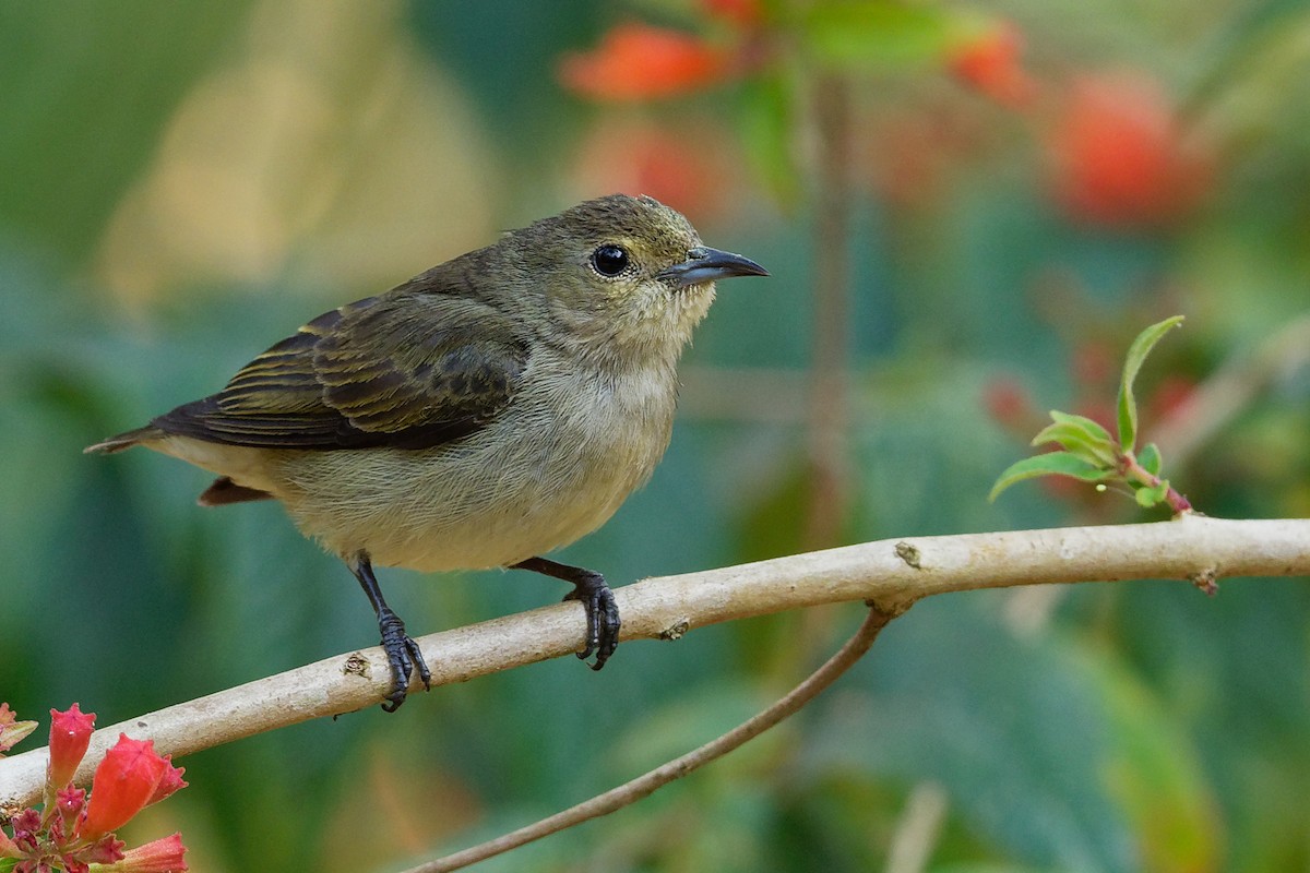 Plain Flowerpecker - Vincent Wang