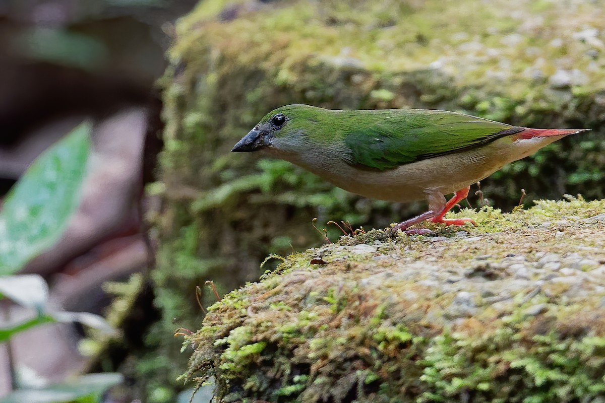 Pin-tailed Parrotfinch - Vincent Wang
