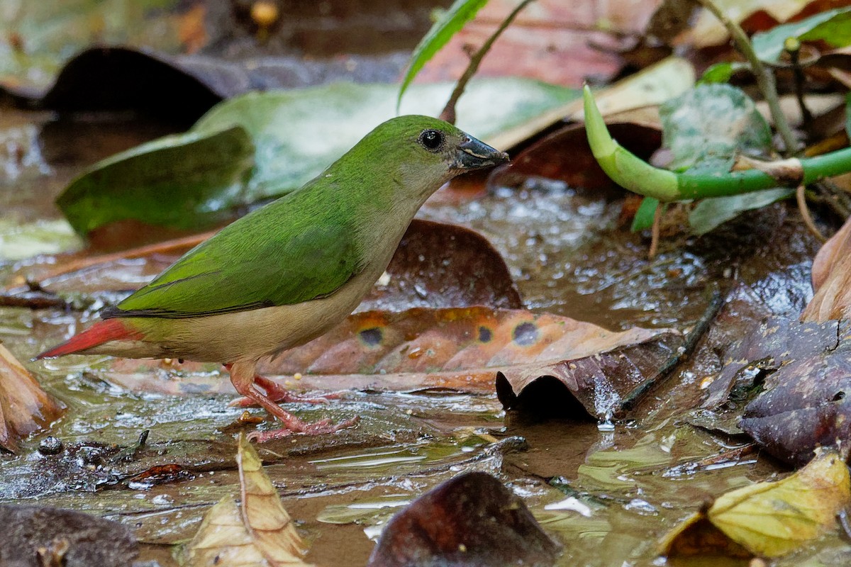 Pin-tailed Parrotfinch - Vincent Wang