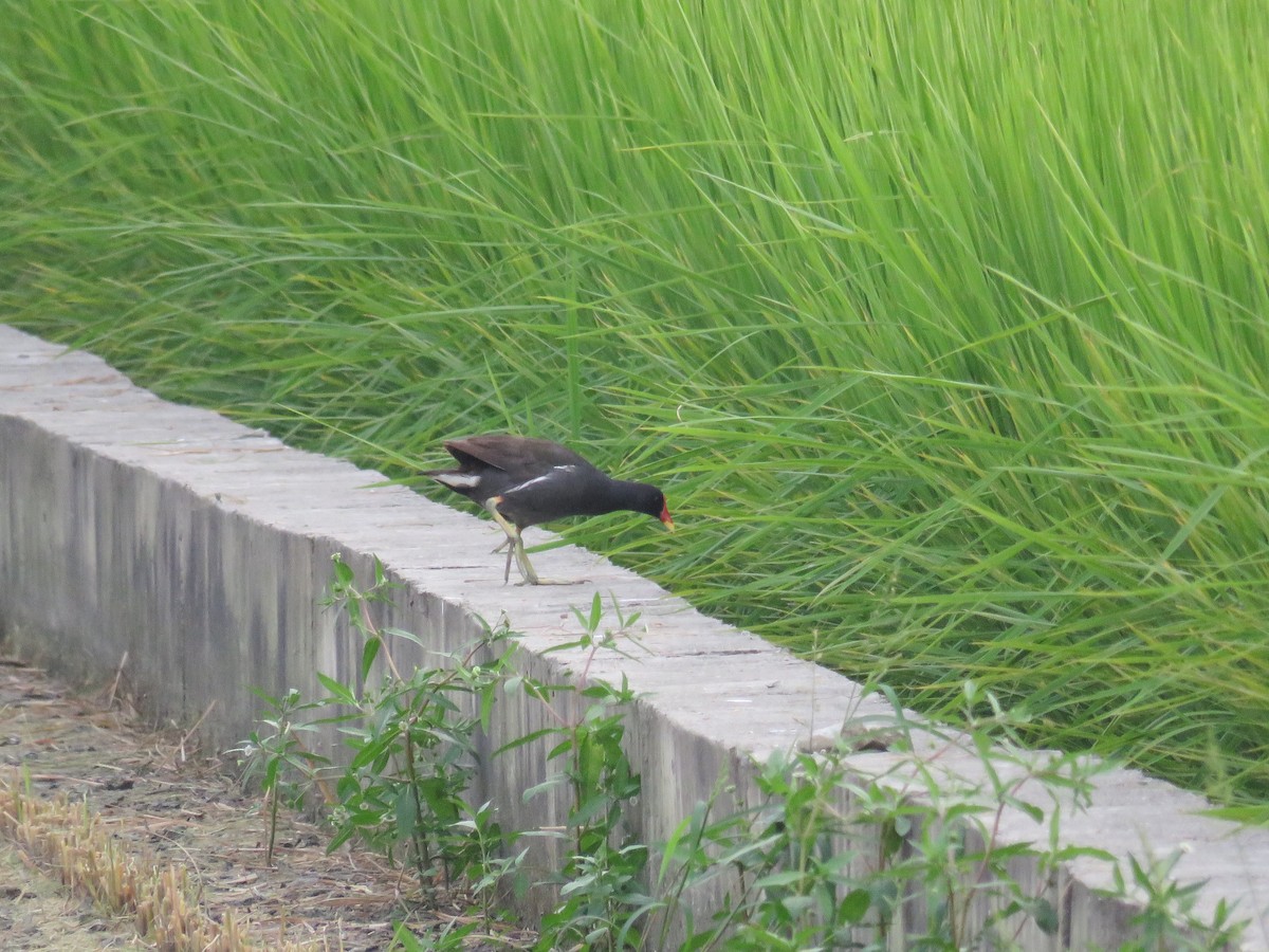 Eurasian Moorhen - ML177372941