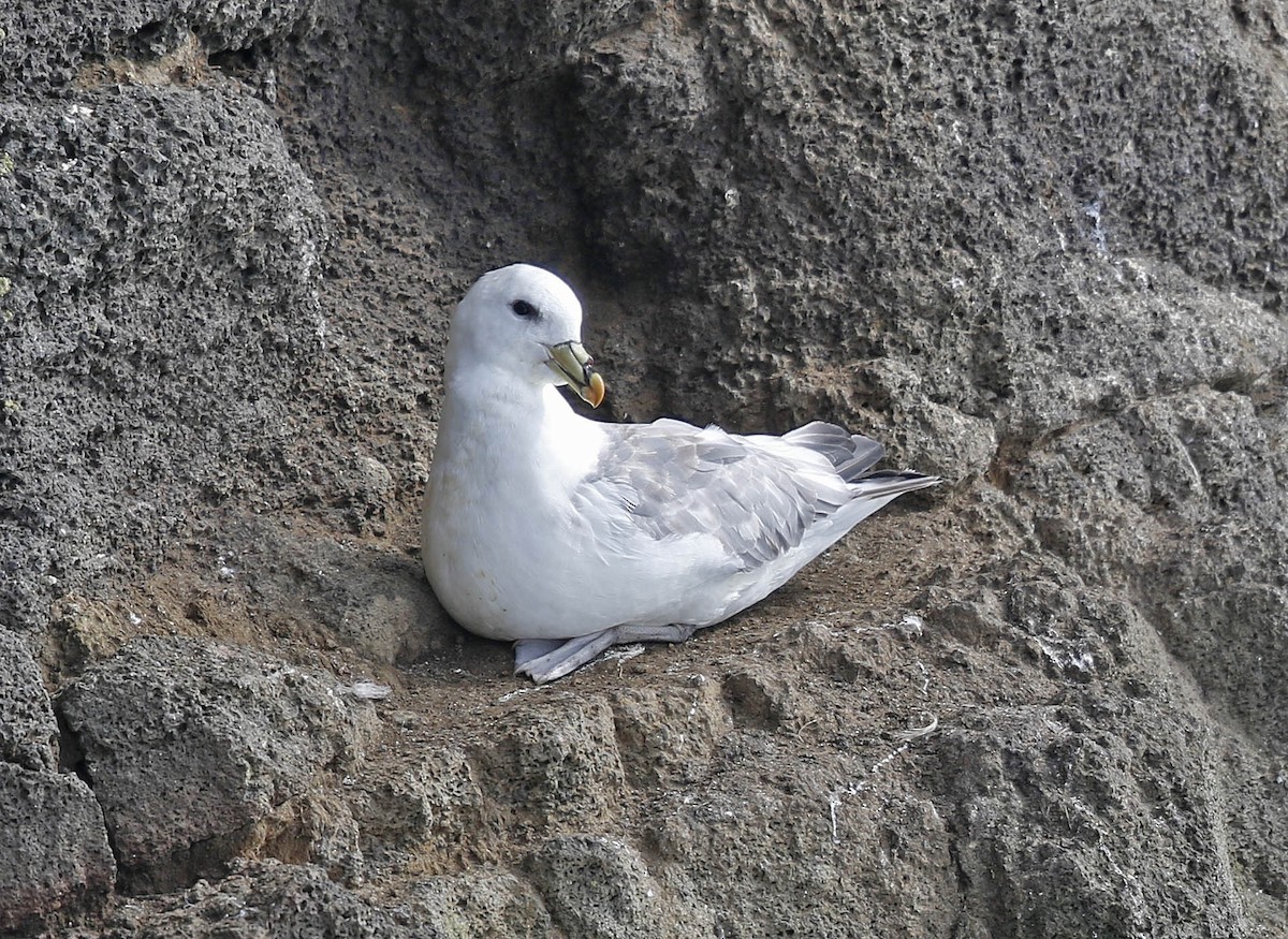 Northern Fulmar (Pacific) - Tammy McQuade