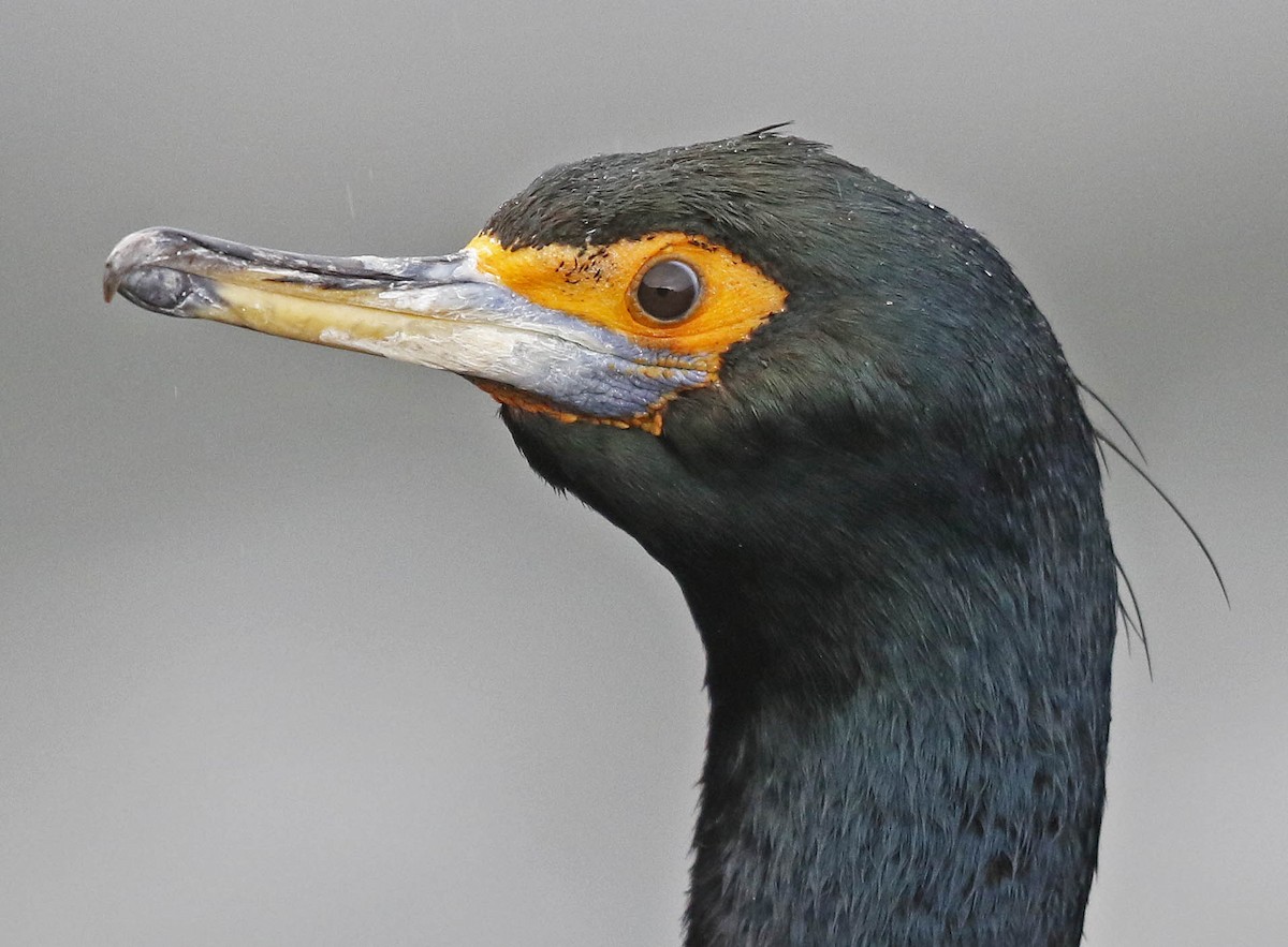 Cormoran à face rouge - ML177373461