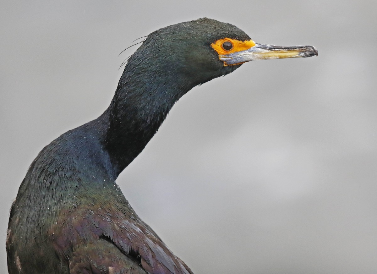 Cormoran à face rouge - ML177373491