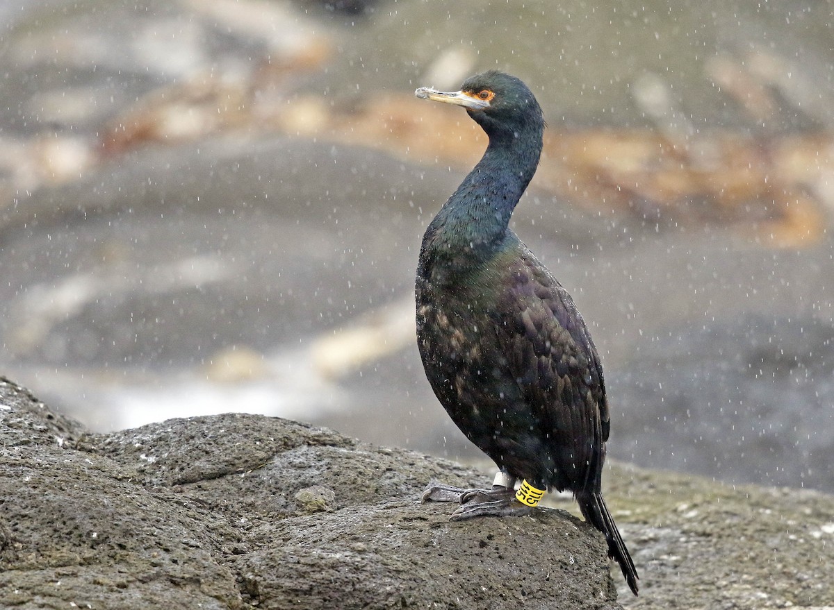 Cormoran à face rouge - ML177373501