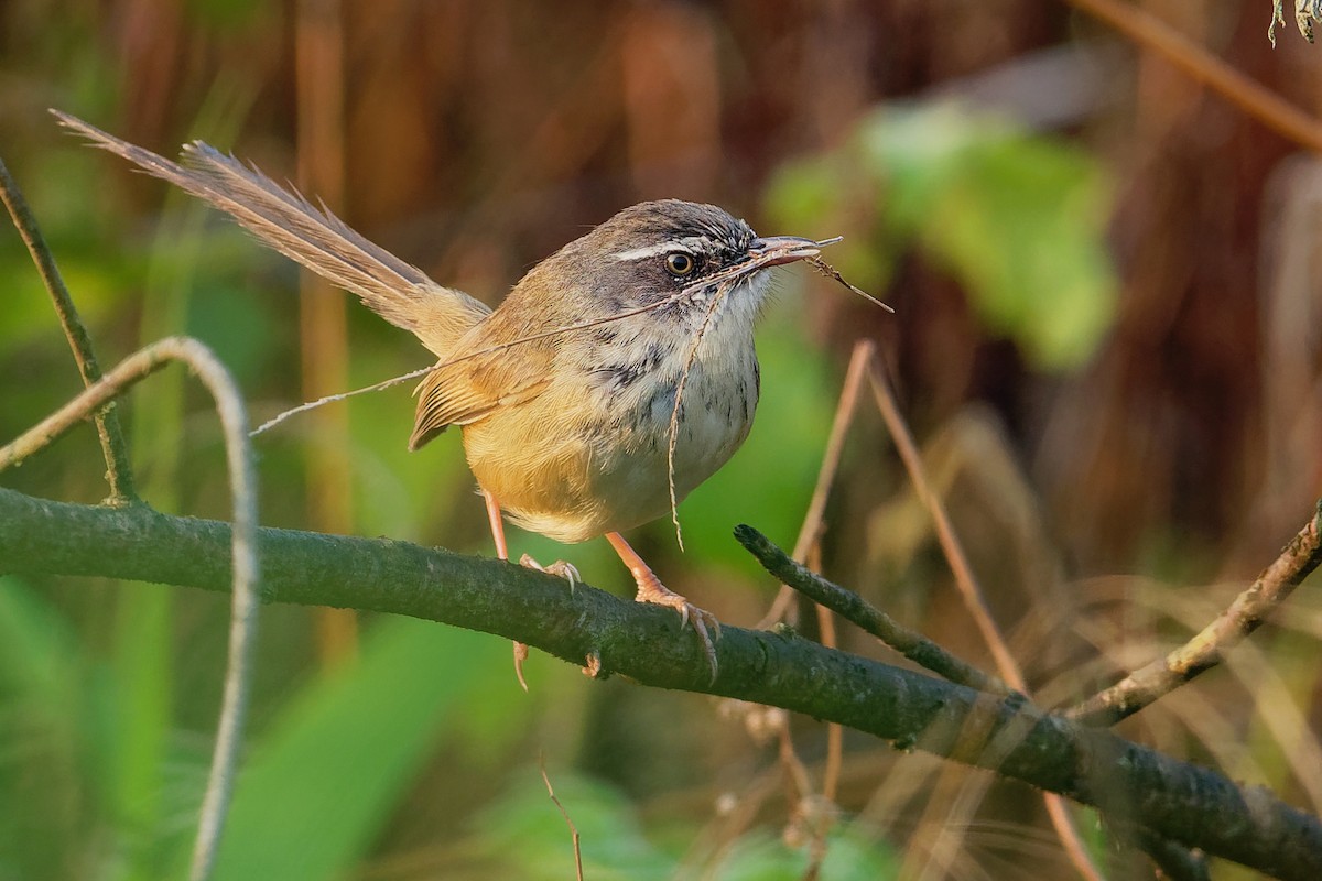 Hill Prinia - ML177374301