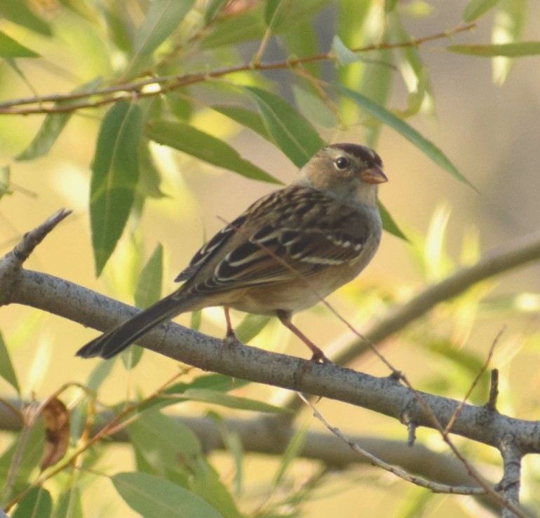 White-crowned Sparrow - ML177376661