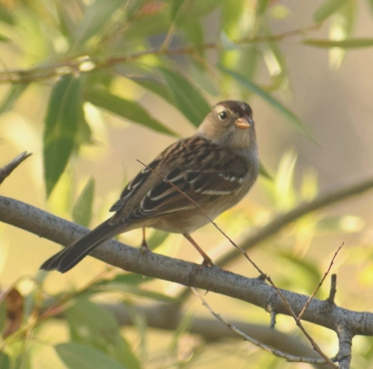 White-crowned Sparrow - ML177376701