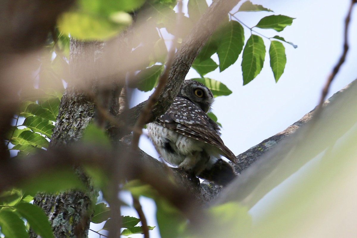 Spotted Owlet - ML177379111