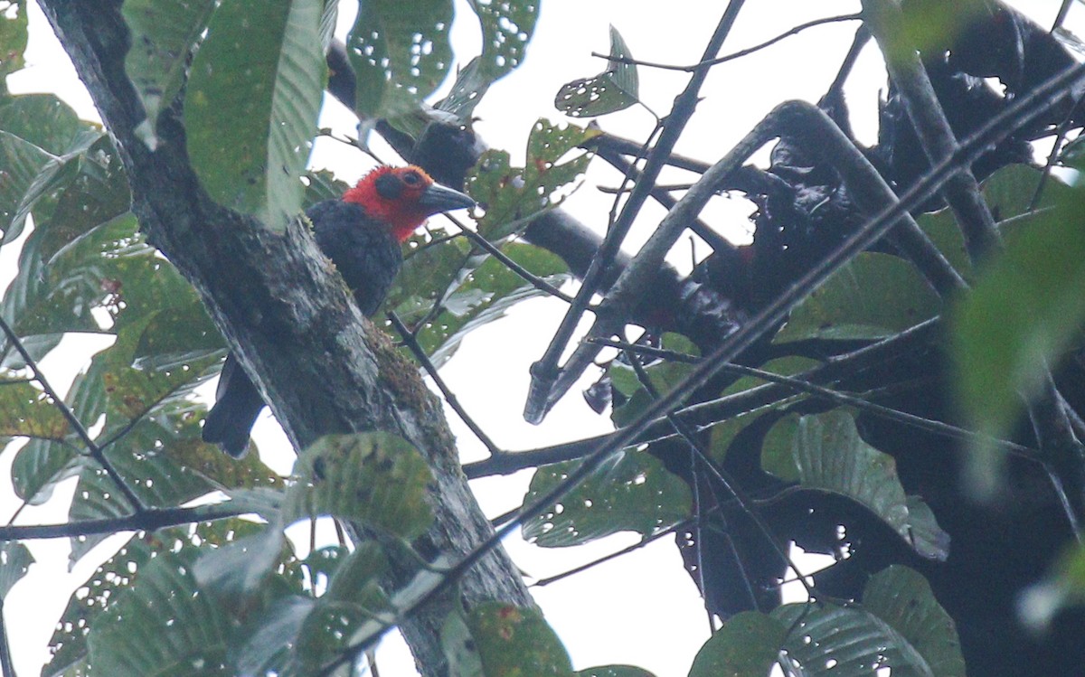 Bornean Bristlehead - Alex Berryman