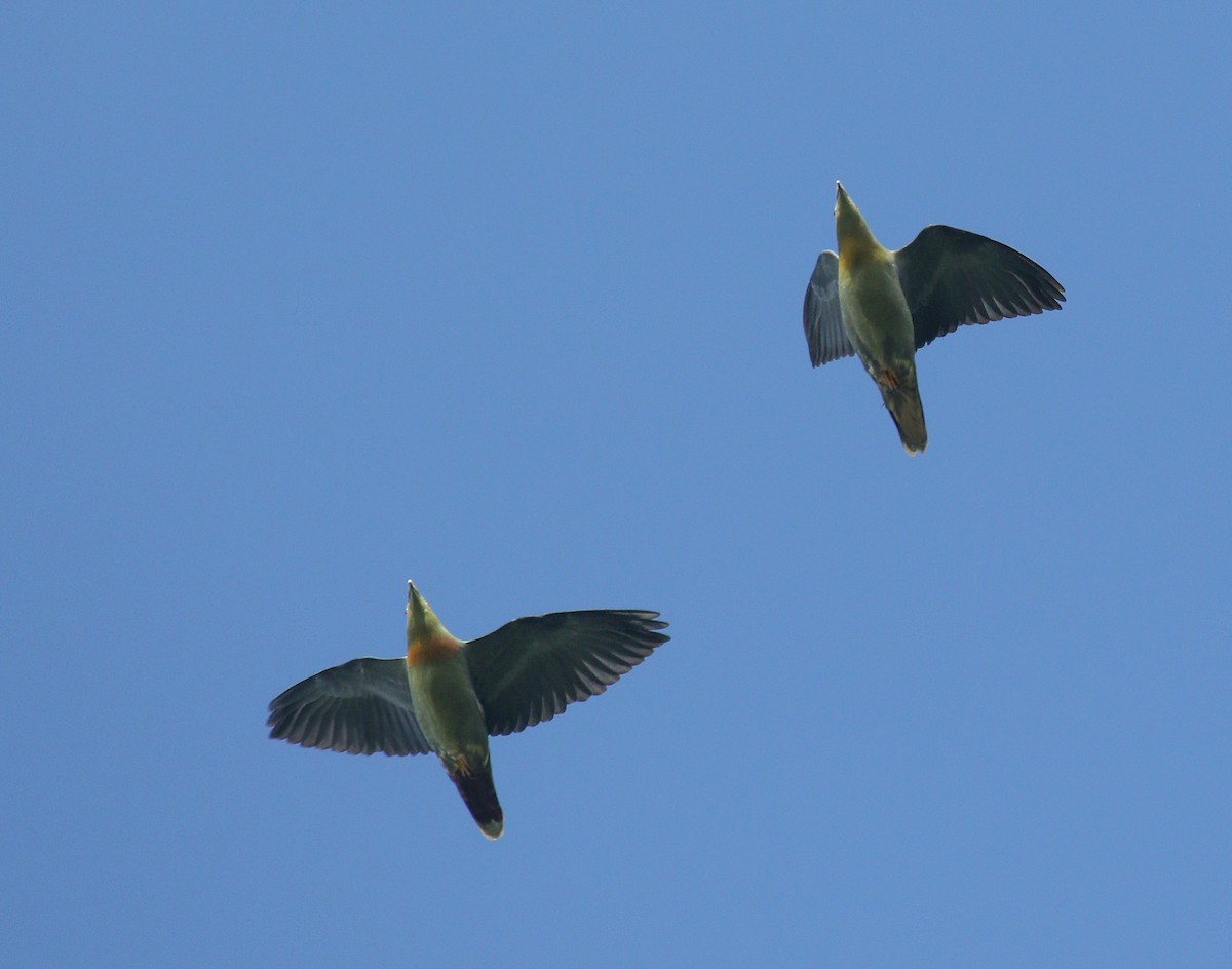 Large Green-Pigeon - ML177380931