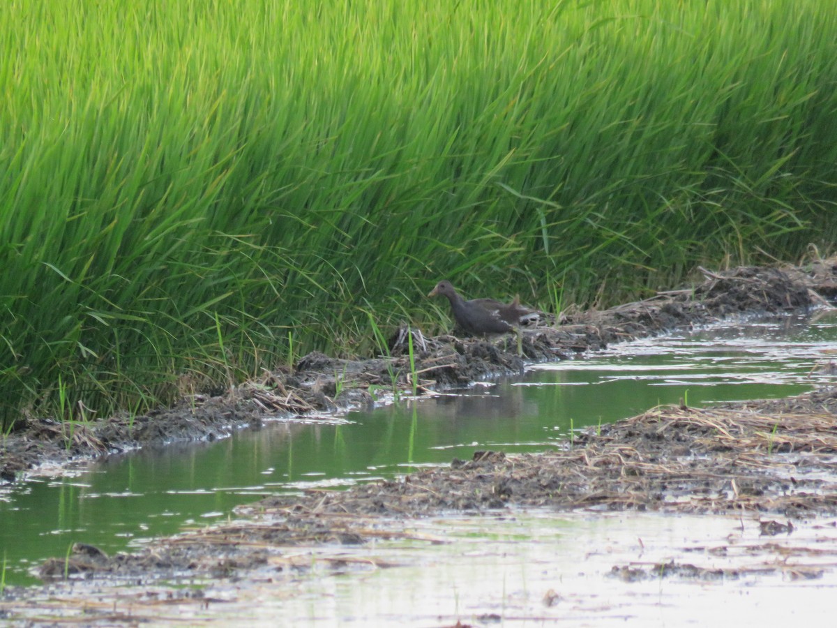 Eurasian Moorhen - ML177381151