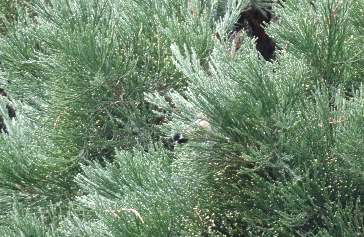 Mésange noire (britannicus/hibernicus) - ML177381841