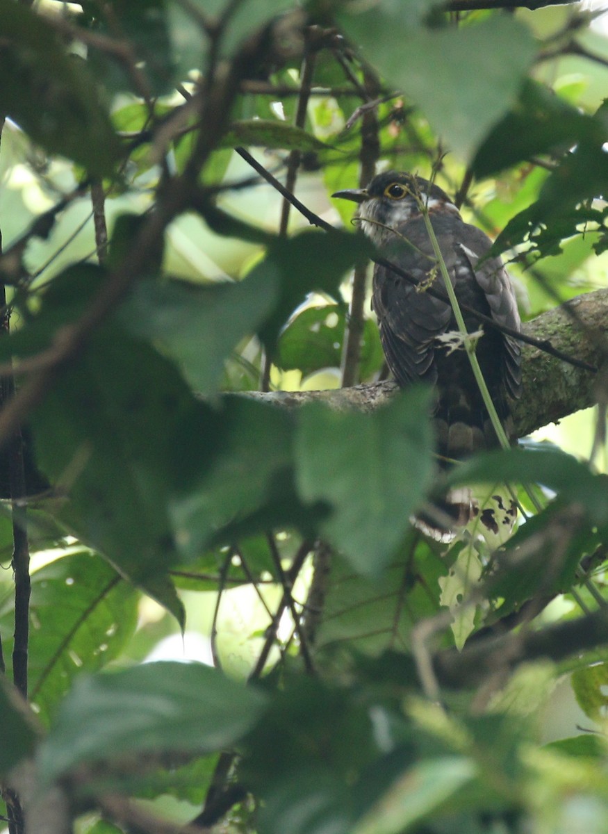 Moustached Hawk-Cuckoo - ML177382001