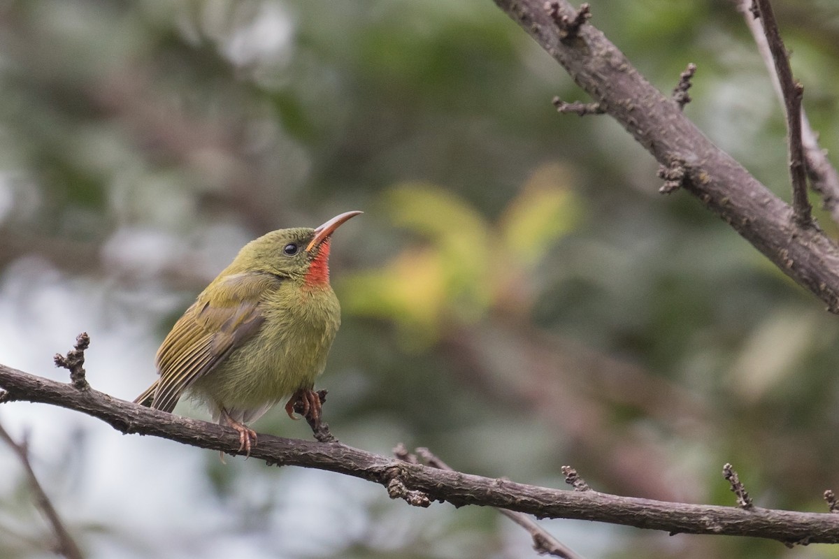 Crimson Sunbird - ML177382871