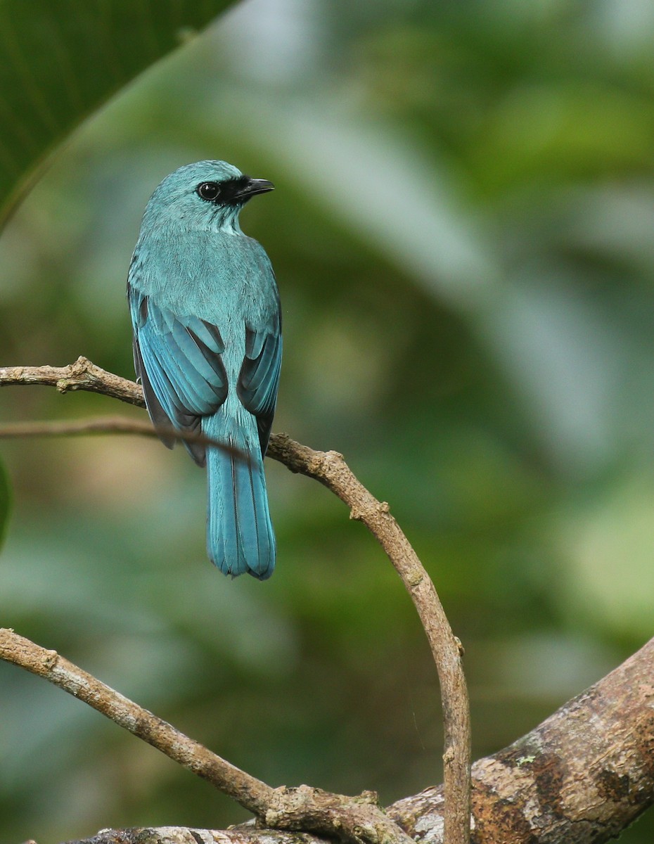 Verditer Flycatcher - ML177383081