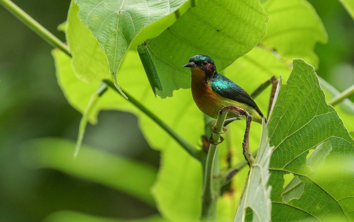 Ruby-cheeked Sunbird - Alex Berryman