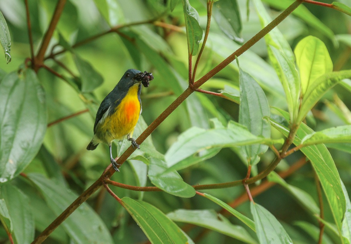 Yellow-rumped Flowerpecker - ML177383551