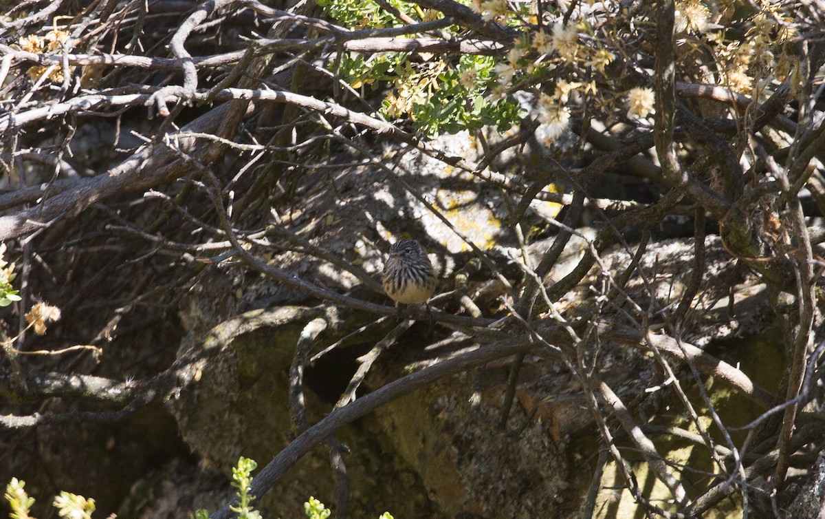 Yellow-billed Tit-Tyrant - ML177383651