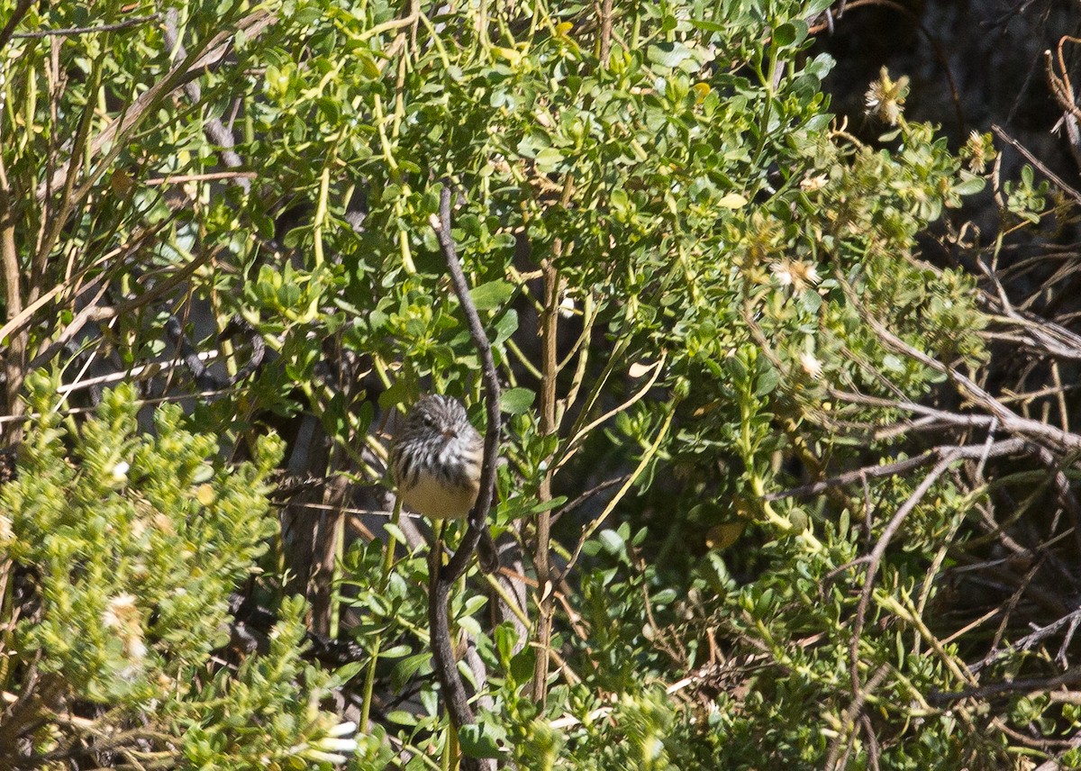 Yellow-billed Tit-Tyrant - ML177383671