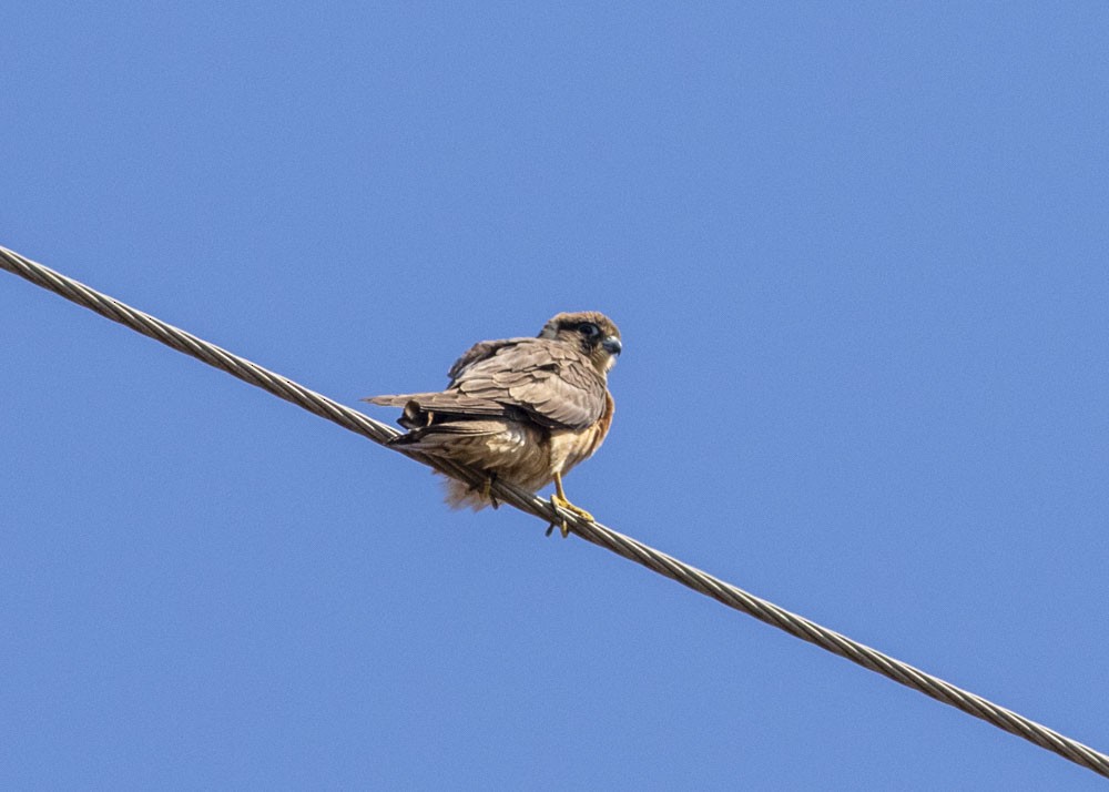 Alcotán Australiano - ML177383681