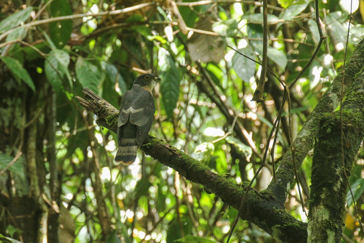 Malaysian Hawk-Cuckoo - ML177383801
