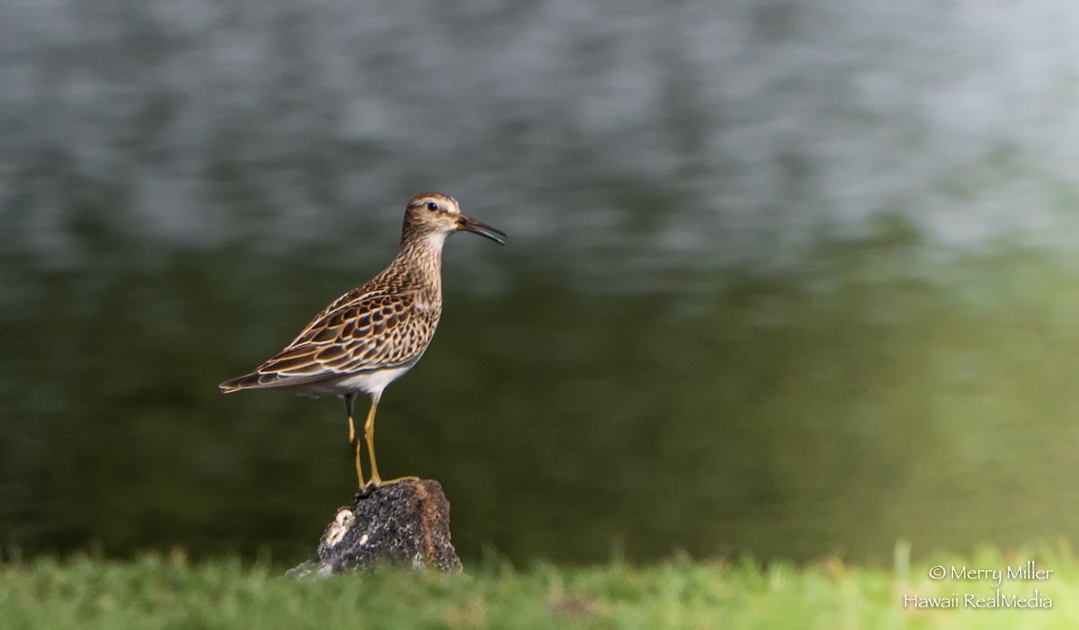 Pectoral Sandpiper - Merry Miller