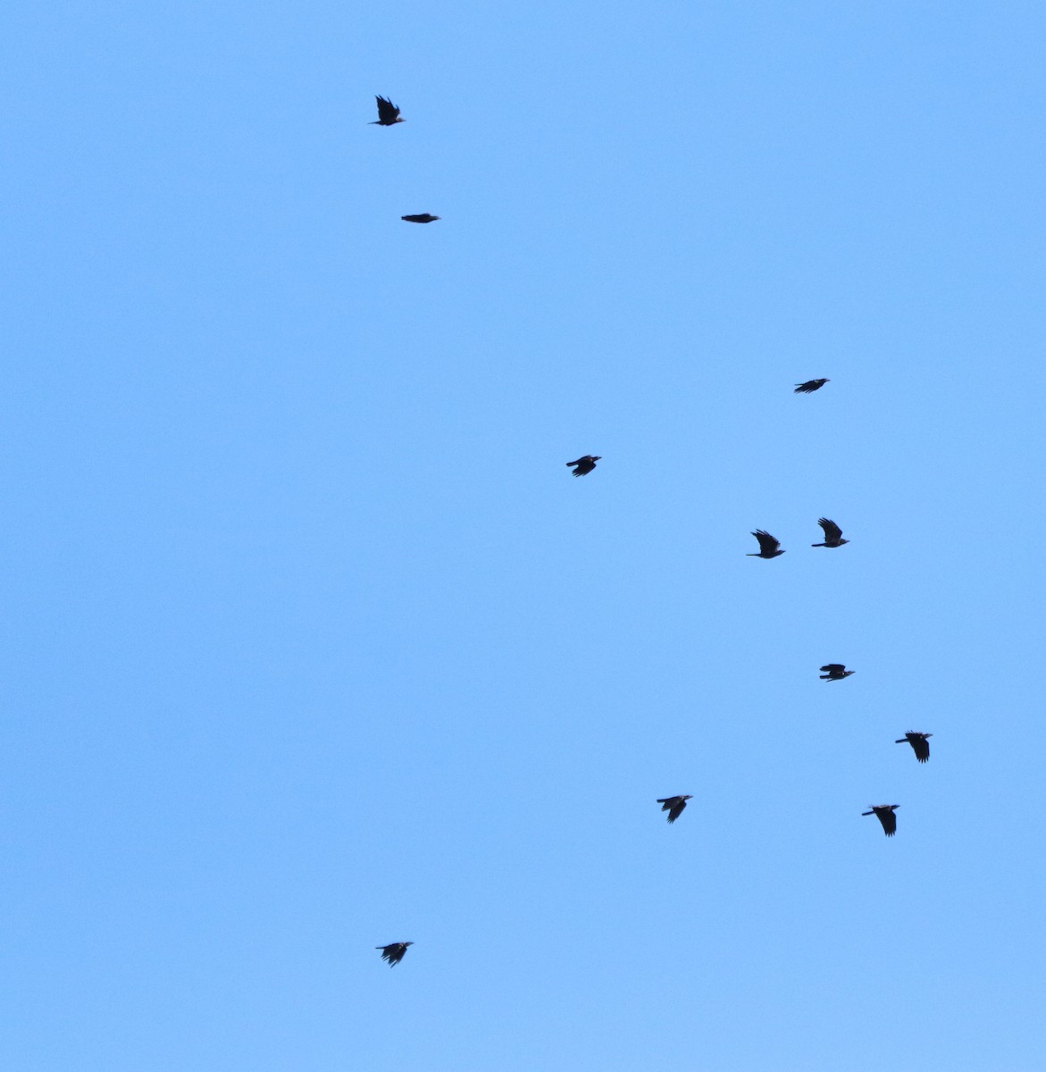 Fish Crow - valerie heemstra