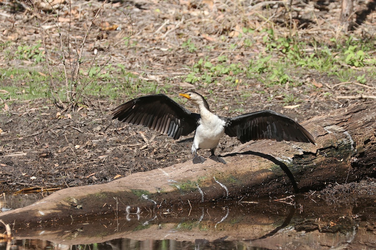 Little Pied Cormorant - ML177386001