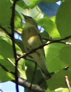 Blackpoll Warbler - ML177386041