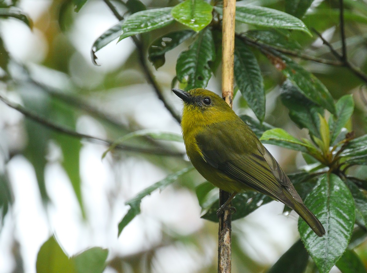 Bornean Whistler - ML177386481