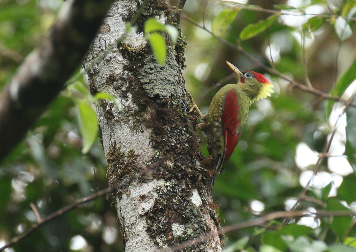 Crimson-winged Woodpecker - ML177386811