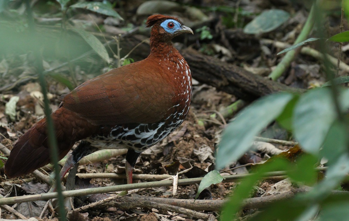 Malayan Crested Fireback - Alex Berryman