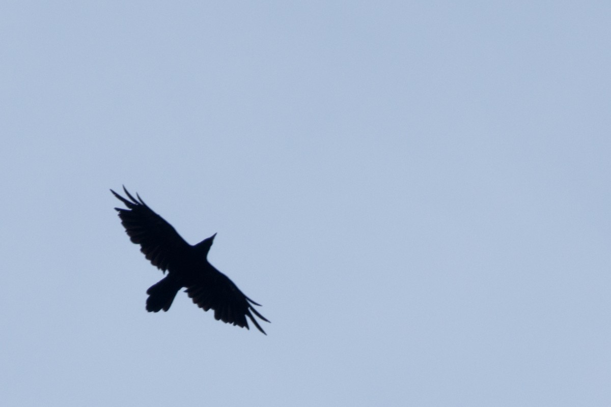 Common Raven - ML177391001