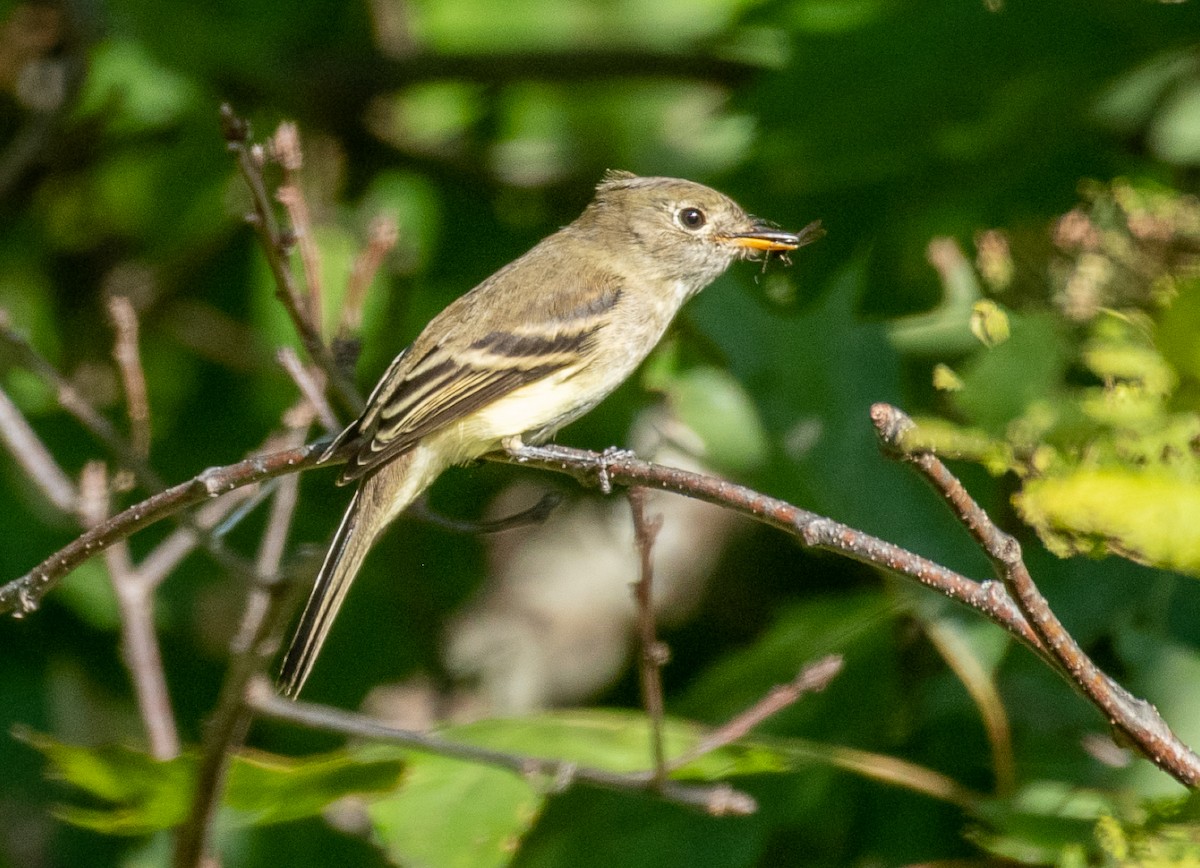 Least Flycatcher - ML177392131