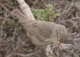 Plain Leaf Warbler - Korsh  Ararat