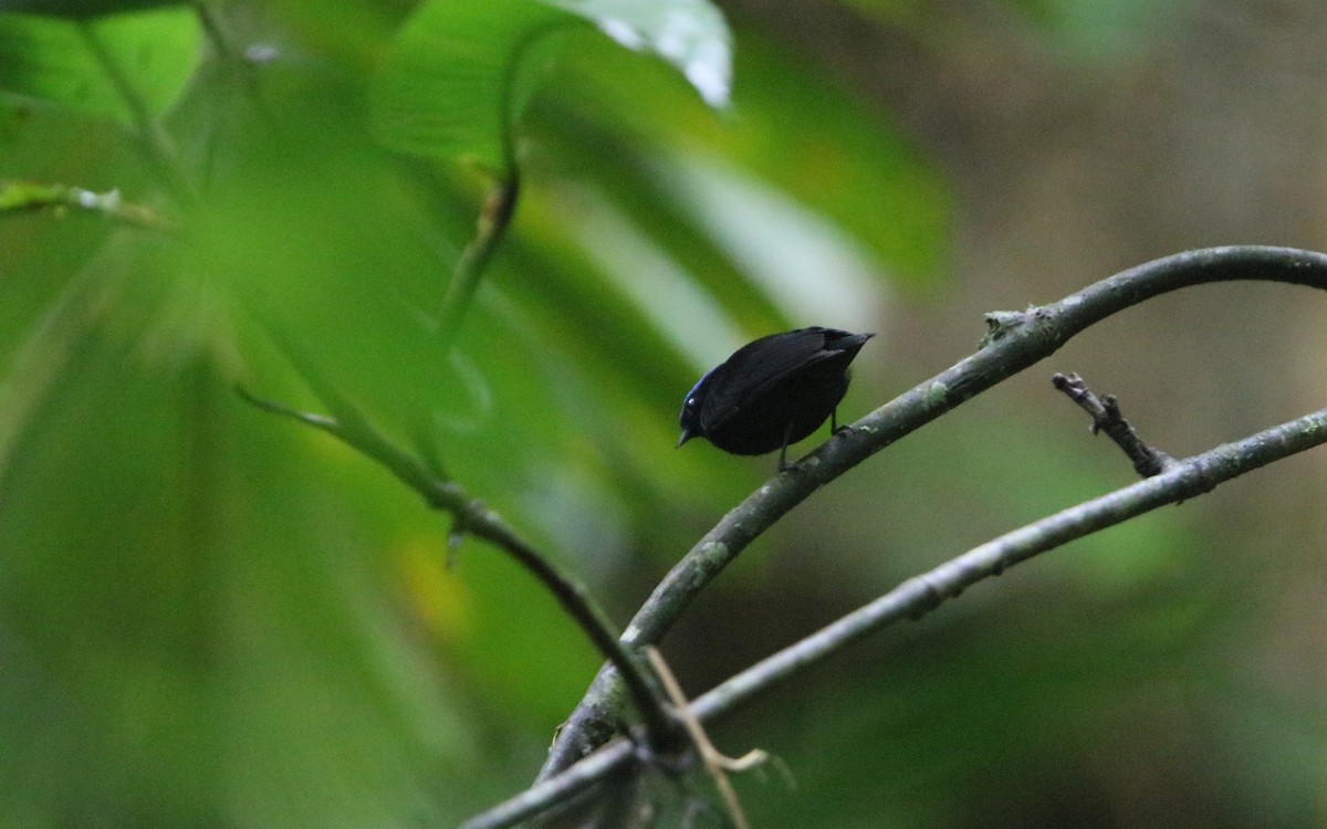 Velvety Manakin - ML177396791