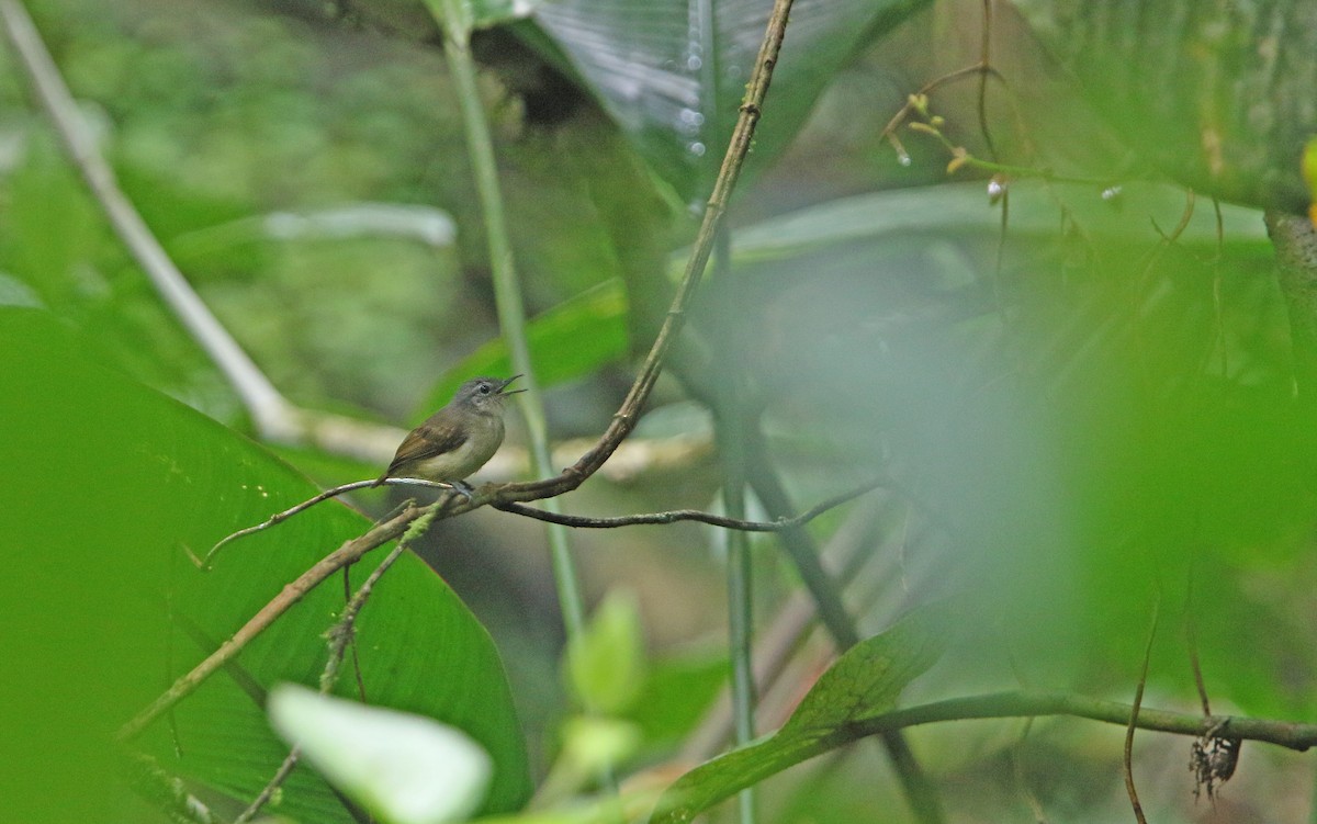 White-flanked Antwren - ML177397101