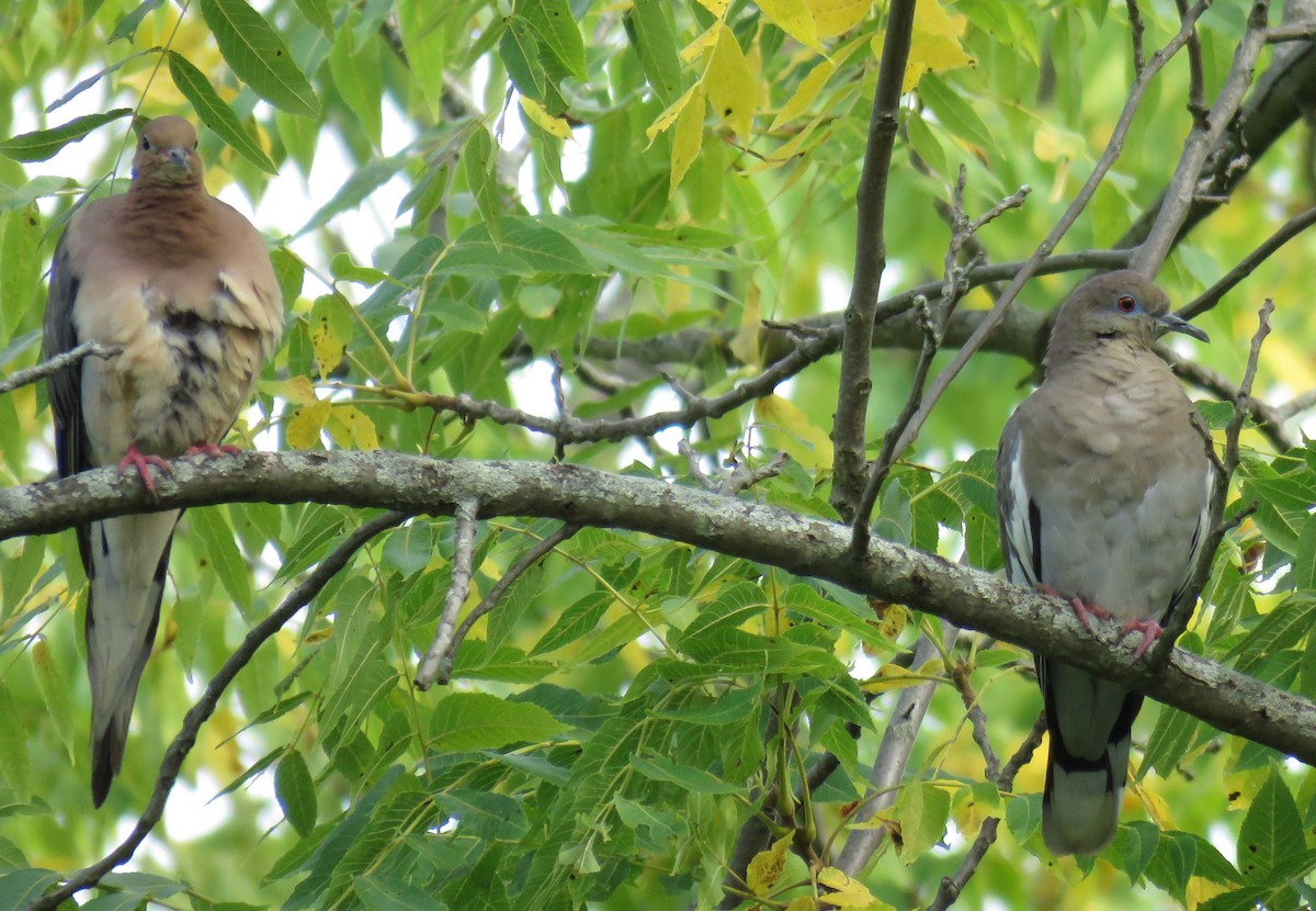 White-winged Dove - A Goulden