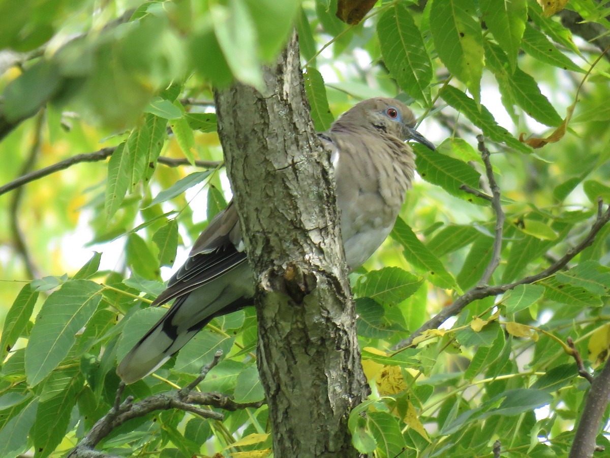 White-winged Dove - ML177397721